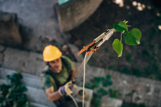 Best Emergency Tree Service  in USA